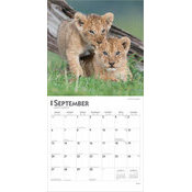 Calendrier Papier 2026 Lions Lionnes