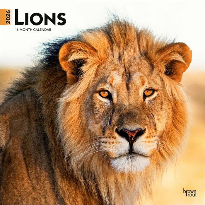 Calendrier Mural 2026 Lions Lionnes