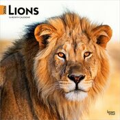 Calendrier Mural 2026 Lions Lionnes
