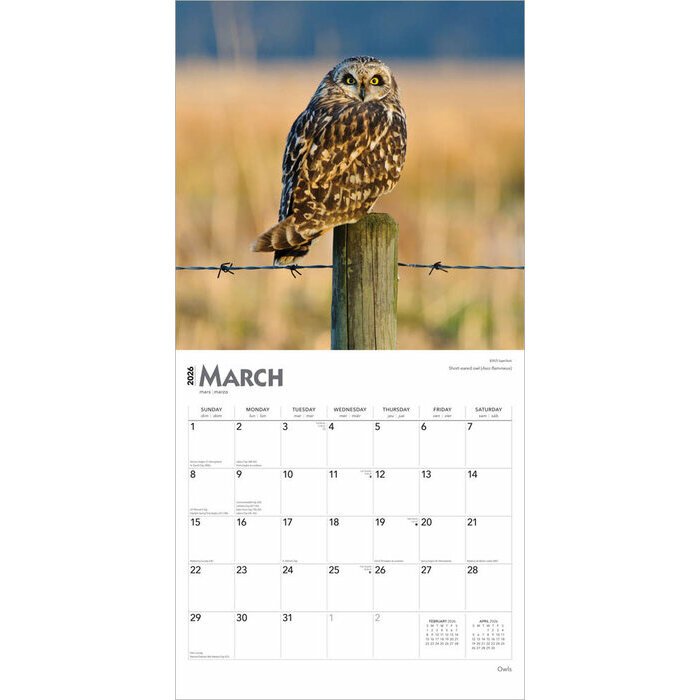 Calendrier Papier 2026 Chouettes de nos Forêts