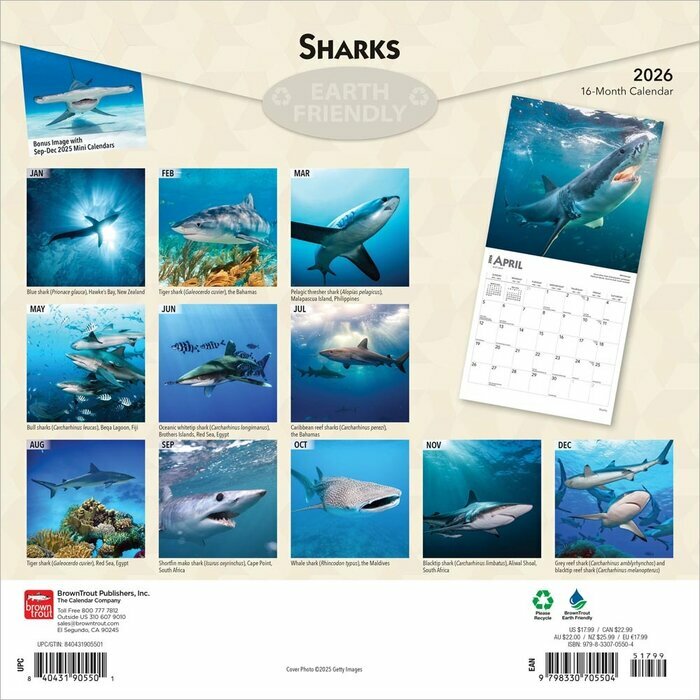 Calendrier Papier  2025 Requins Requins-Blancs