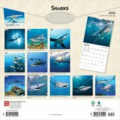 Calendrier Papier  2025 Requins Requins-Blancs