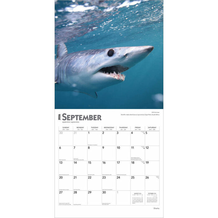 Calendrier 2025 Requins Requins-Blancs