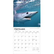 Calendrier 2025 Requins Requins-Blancs