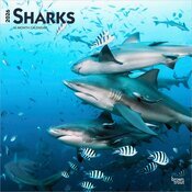 Calendrier Mural 2025 Requins Requins-Blancs