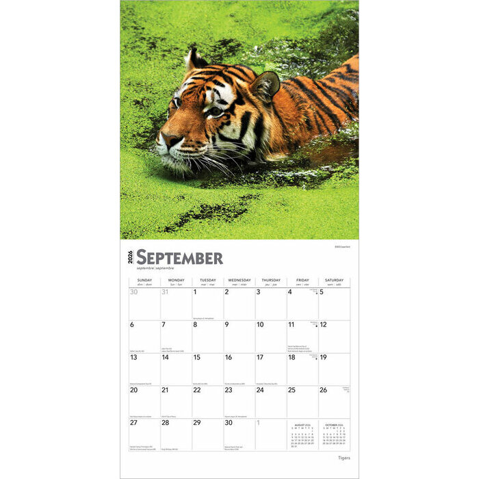 Calendrier 2025 Les plus Grand Flins Tigres