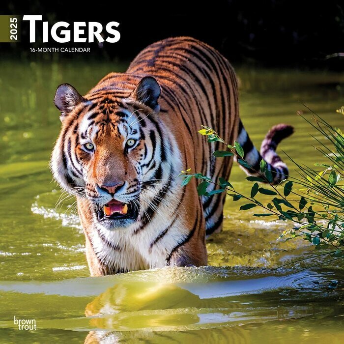 Calendrier Mural 2025 Les plus Grand Félins Tigres