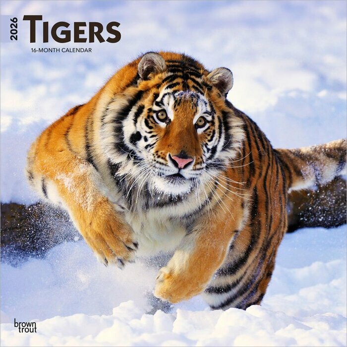 Calendrier Mural 2025 Les plus Grand Flins Tigres