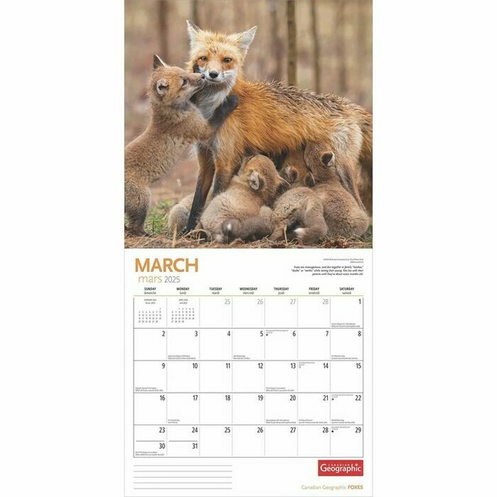 Calendrier 2025 Renards de nos Forêts
