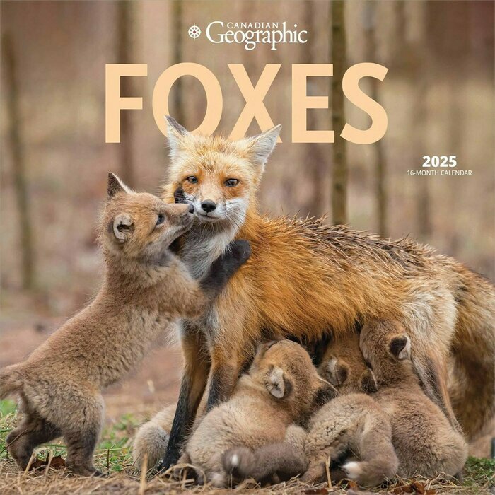 Calendrier Mural 2025 Renards de nos Forêts