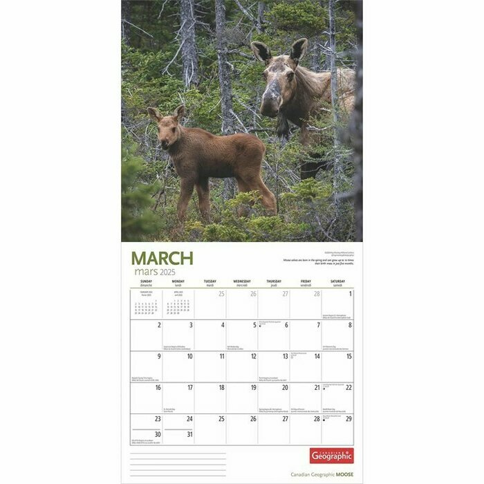 Calendrier 2025 Elan Moose des Forts