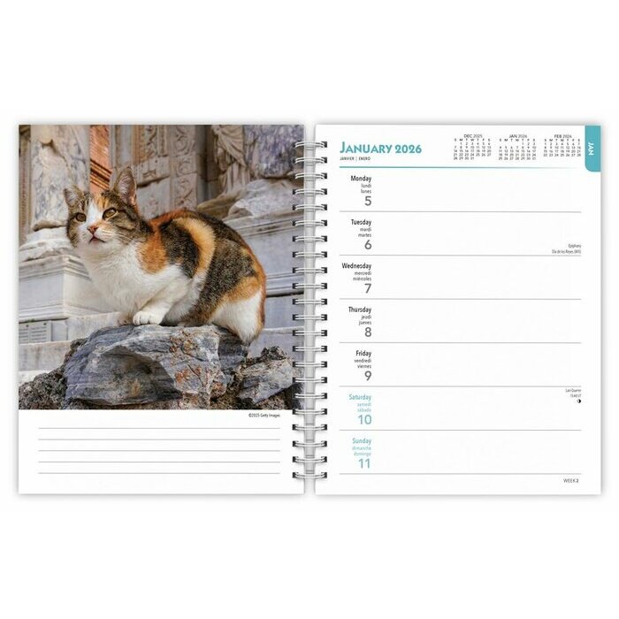 Agenda Mural 2026 Spirale Amoureux des Chats