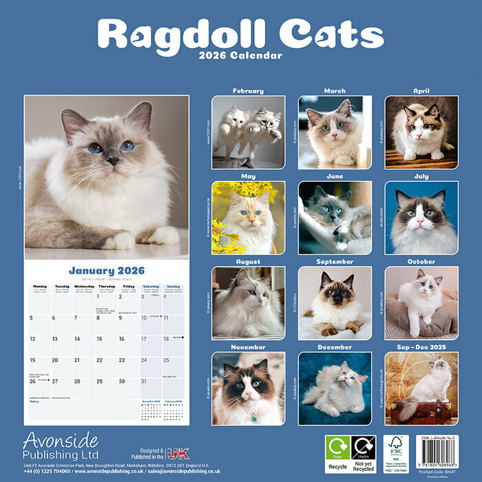 Calendrier Papier 2026 Chat de Race Ragdoll