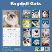 Calendrier Papier 2026 Chat de Race Ragdoll