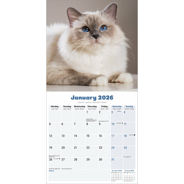 Calendrier 2026  Chat de Race Ragdoll