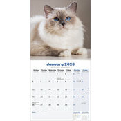 Calendrier 2026  Chat de Race Ragdoll