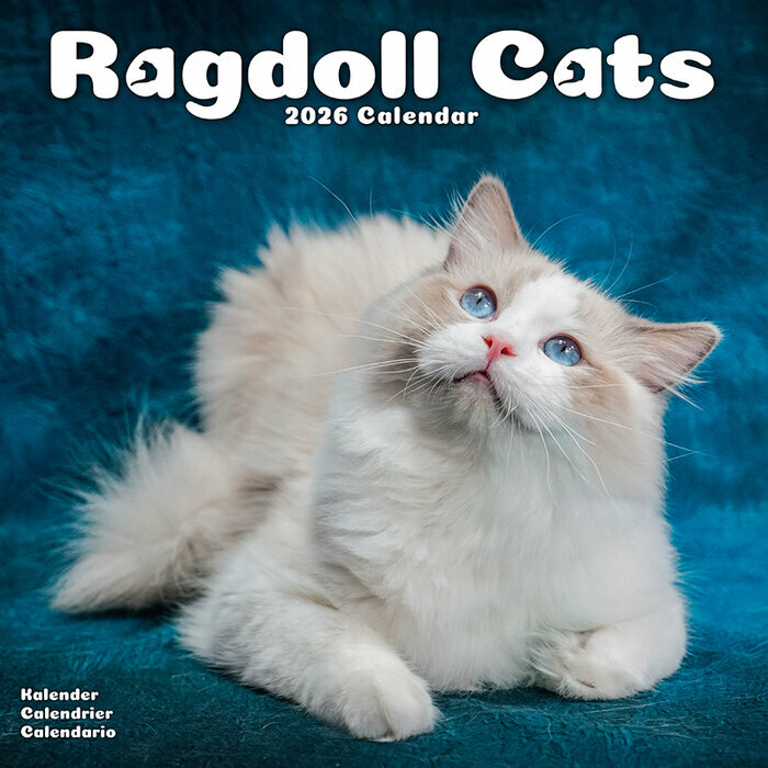 Calendrier Mural 2026 Chat de Race Ragdoll