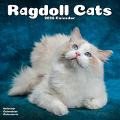 Calendrier Mural 2026 Chat de Race Ragdoll
