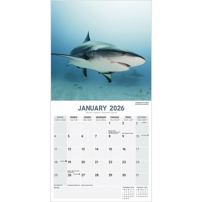 Calendrier 2026 Requins Requins Blancs