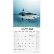 Calendrier 2026 Requins Requins Blancs