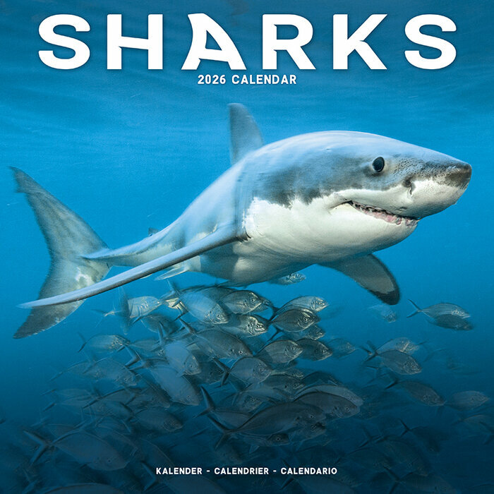 Calendrier Mural 2026 Requins Requins Blancs