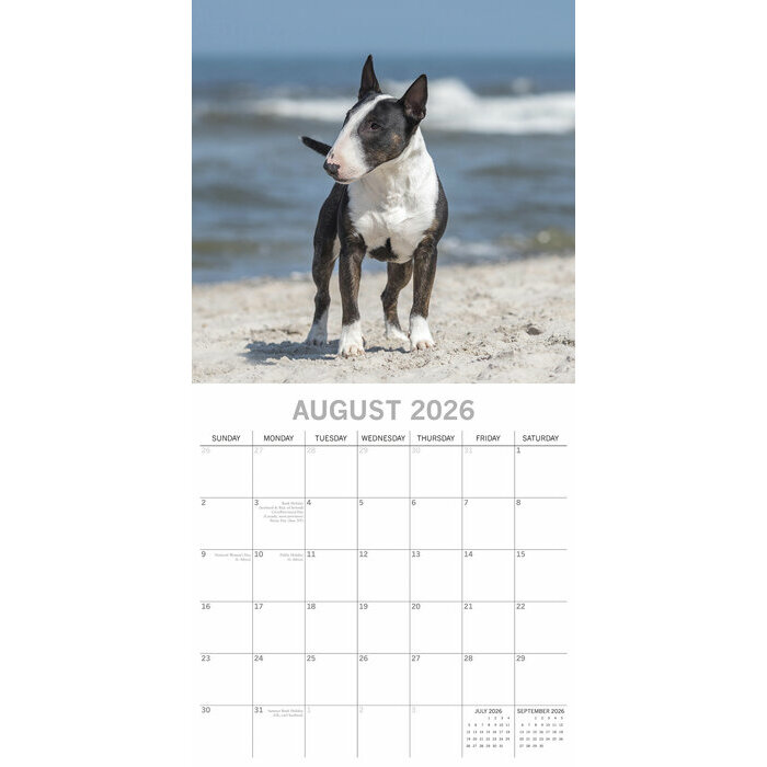 Calendrier 2026  Bull terrier