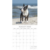 Calendrier 2026  Bull terrier
