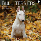 Calendrier 2026 Mural Bull terrier