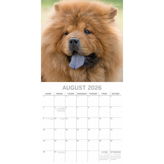 Calendrier papier 2026 Chow chow