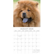 Calendrier papier 2026 Chow chow