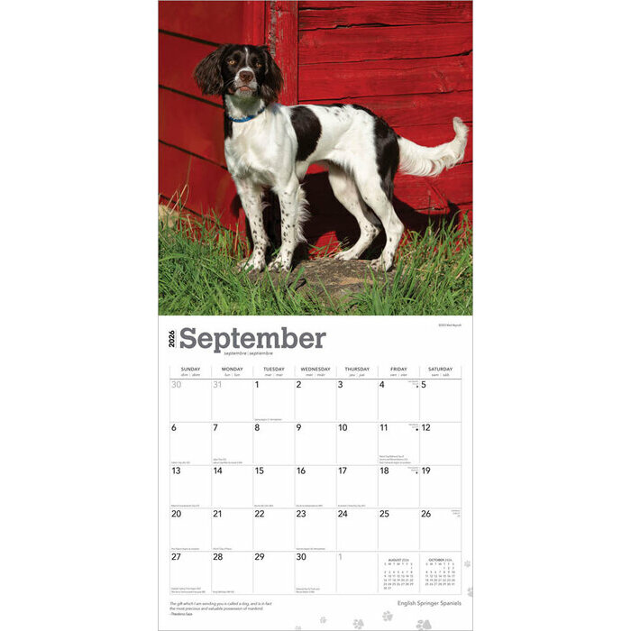 Calendrier Papier 2026 Chien English Springer Spaniel