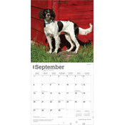Calendrier Papier 2026 Chien English Springer Spaniel