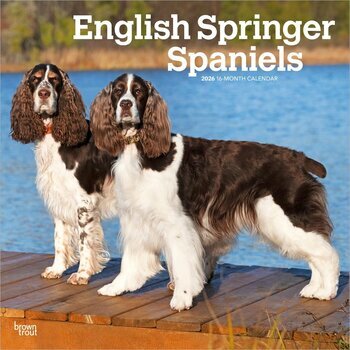Calendrier 2026 Chien English Springer Spaniel
