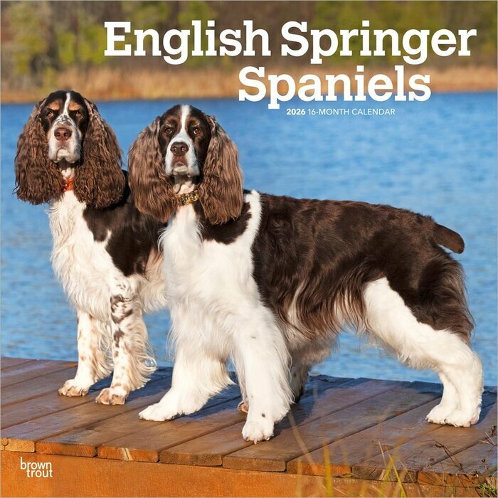 Calendrier 2026 Chien English Springer Spaniel