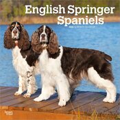Calendrier 2026 Chien English Springer Spaniel