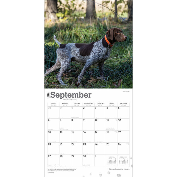 Calendrier Papier 2026 Chien Race Braque Allemand Poil Court
