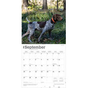 Calendrier Papier 2026 Chien Race Braque Allemand Poil Court