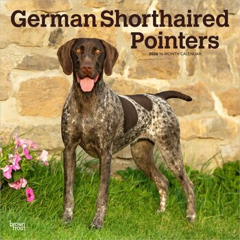 Calendrier 2026 Chien Race Braque Allemand Poil Court