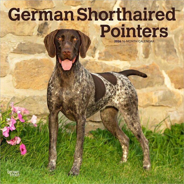 Calendrier 2026 Chien Race Braque Allemand Poil Court