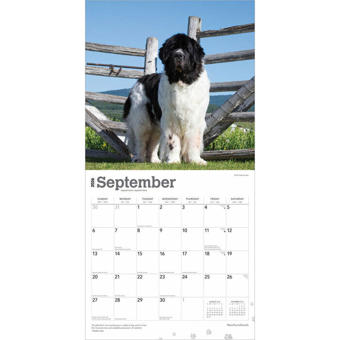 Calendrier papier 2026 Chien Race Terre Neuve