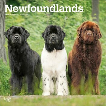 Calendrier 2026 Chien Race Terre Neuve