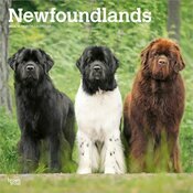Calendrier 2026 Chien Race Terre Neuve