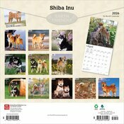 Calendrier 2026 Chien Race Shiba Inu