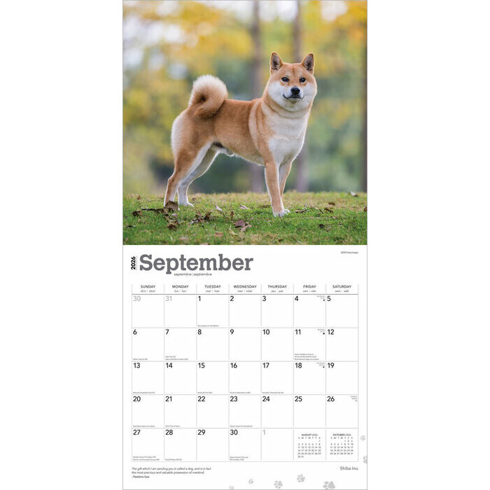 Calendrier Papier 2026 Chien Race Shiba Inu