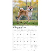 Calendrier Papier 2026 Chien Race Shiba Inu