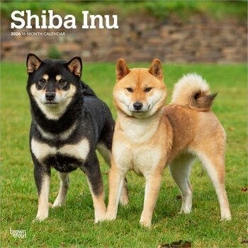 Calendrier 2026 Chien Race Shiba Inu