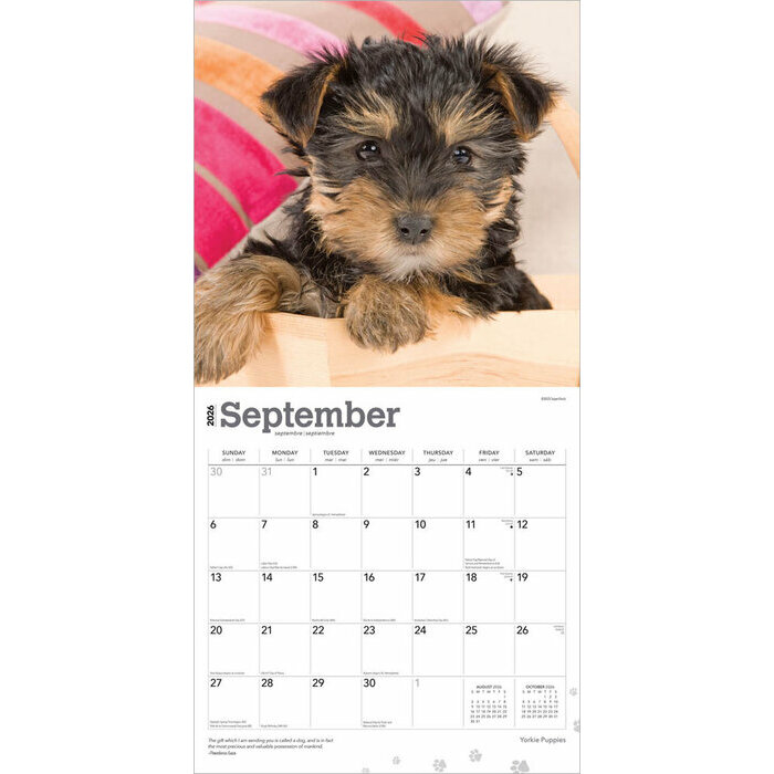Calendrier Papier 2026 Chien Race Yorkshire Terrier