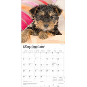 Calendrier Papier 2026 Chien Race Yorkshire Terrier