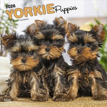 Calendrier 2026 Chien Race Yorkshire Terrier Chiots