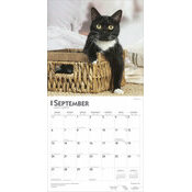 Calendrier Papier 2026 Chats de Race Tuxedo